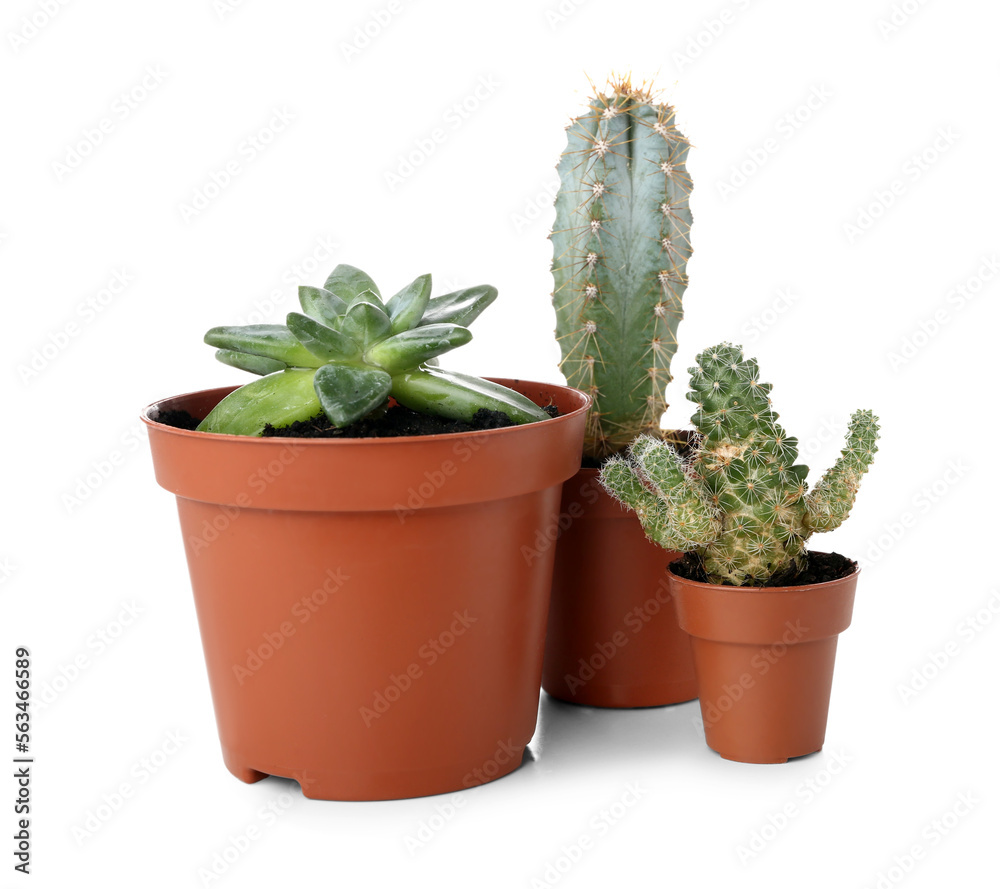 Succulent plants in pots on white background