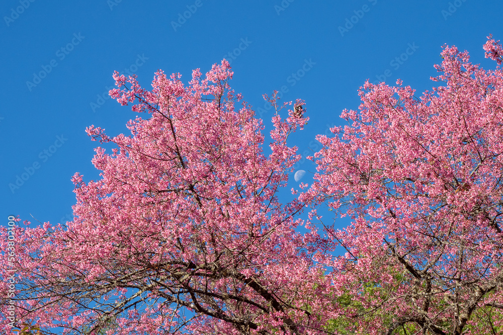 Cherry blossoms in full bloom with beautiful pink petals and moon in day