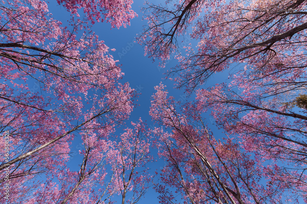 Wild Himalayan cherry or it is called cherry blossom of Thailand with blue sky background.