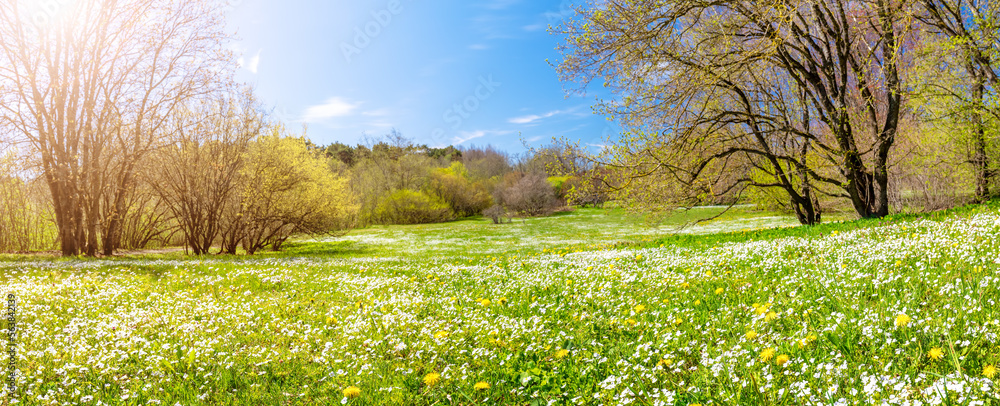 自然公园里春花盛开的草地全景。