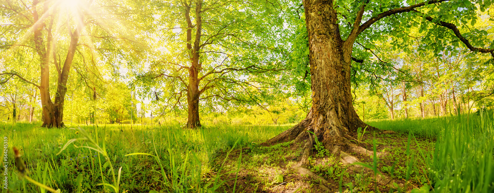 Morning sun rising in the woodland in spring.