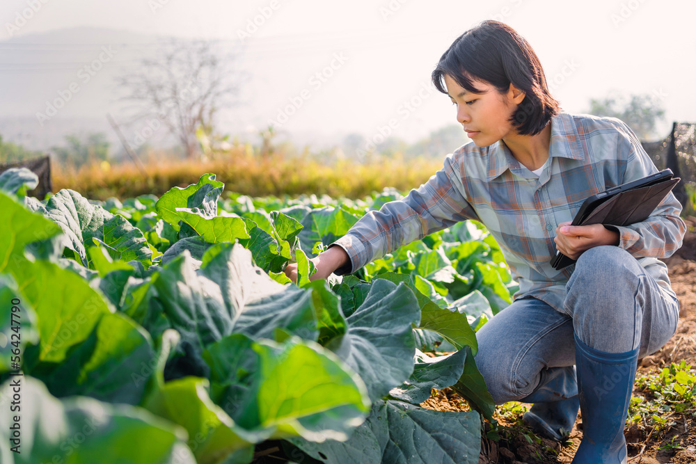 Woman hand holding smartphone. checking vegetable in garden