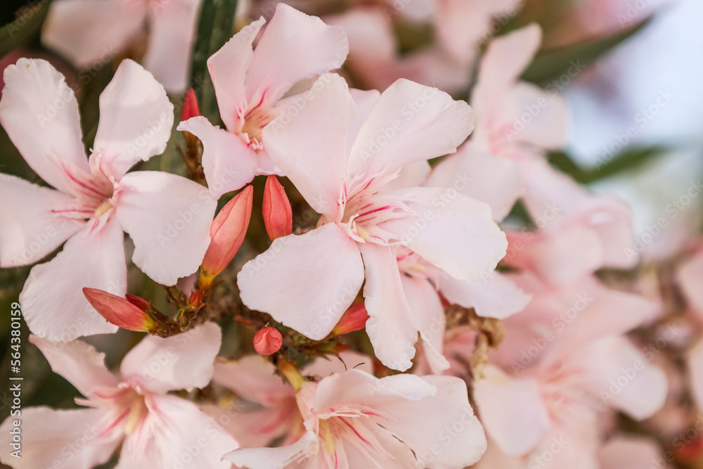 Beautiful pink flowers blooming outdoors, closeup