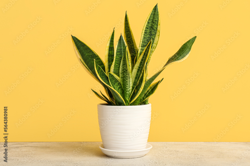 Snake plant on table near yellow wall