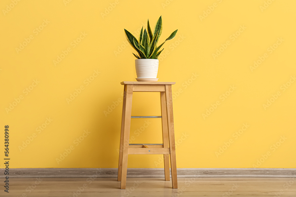 Snake plant on stool near yellow wall