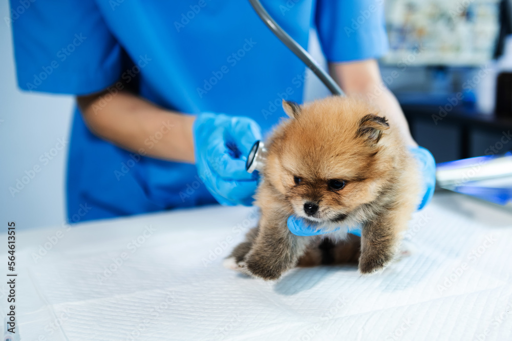 Vet listening Pomeranian dog with stetoscope in veterinary clinic