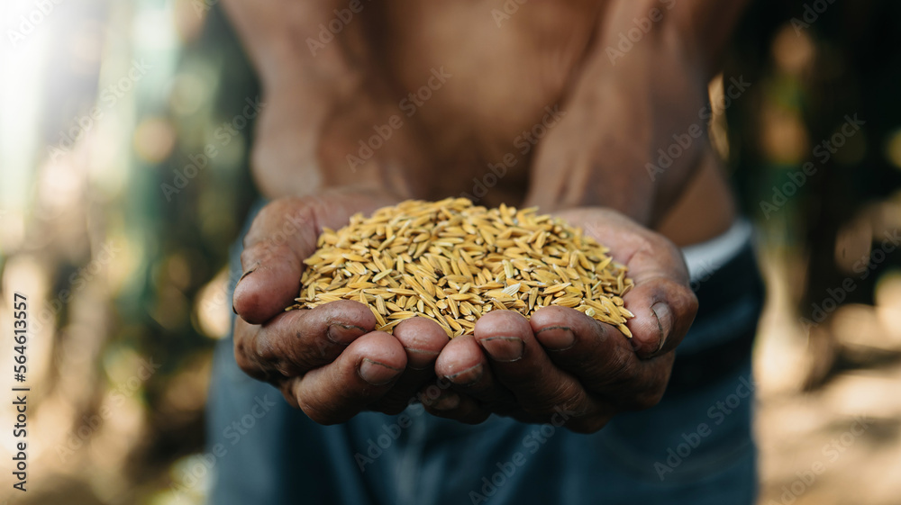 Close up  hand holding on seed ,Seeding,Seedling,Agriculture. rice seed..