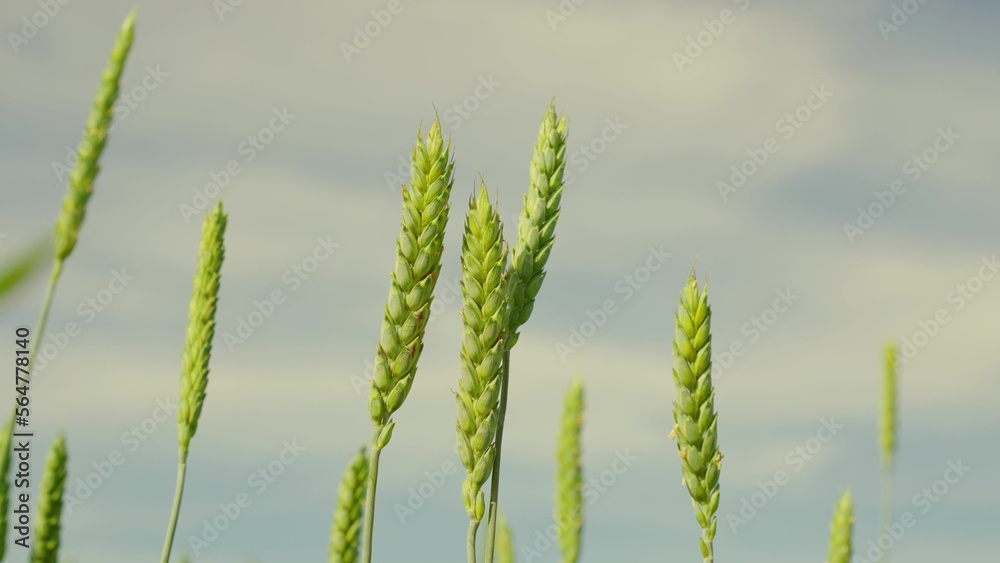 Spikelets of wheat with grain shakes wind. Grain harvest ripens in summer. Green wheat ripening fiel