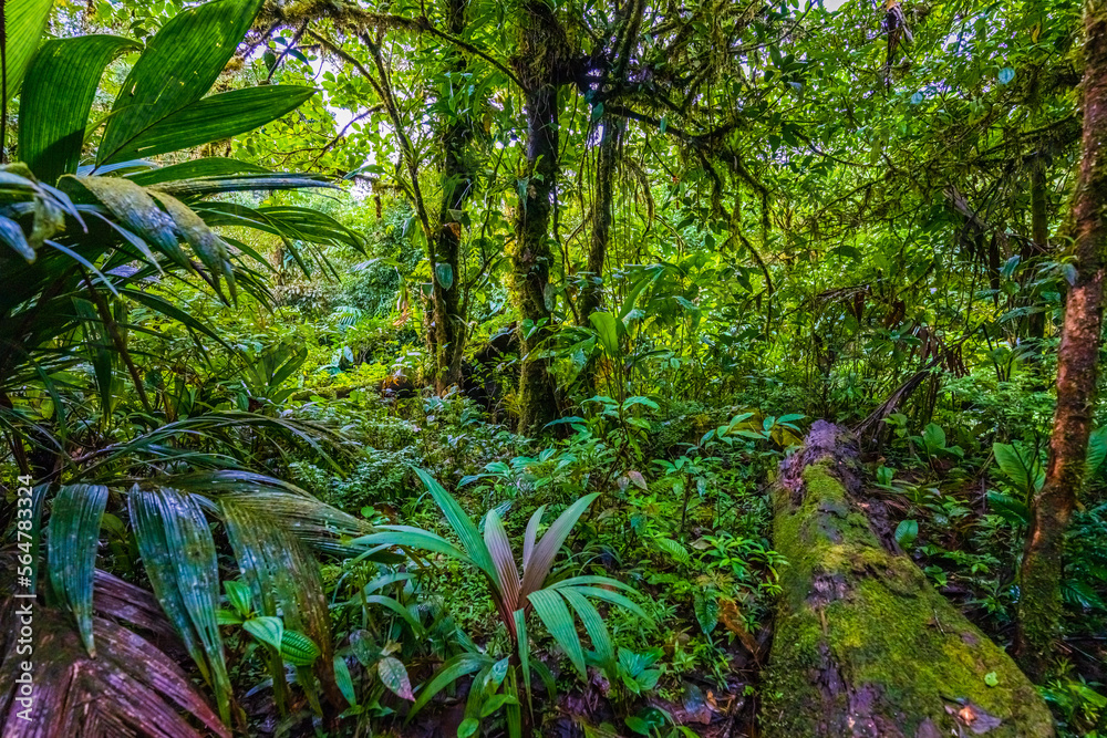 Rio Buenavista和Quebrada Agriaw交界处的水，其支流汇集在一起
1923961113,复古风格的图片，紫色调。机场里带行李的男人。