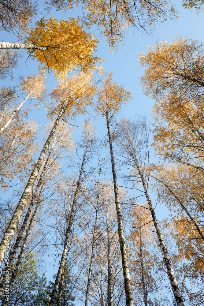 Yellow birch forest from below sky view. Autumn.