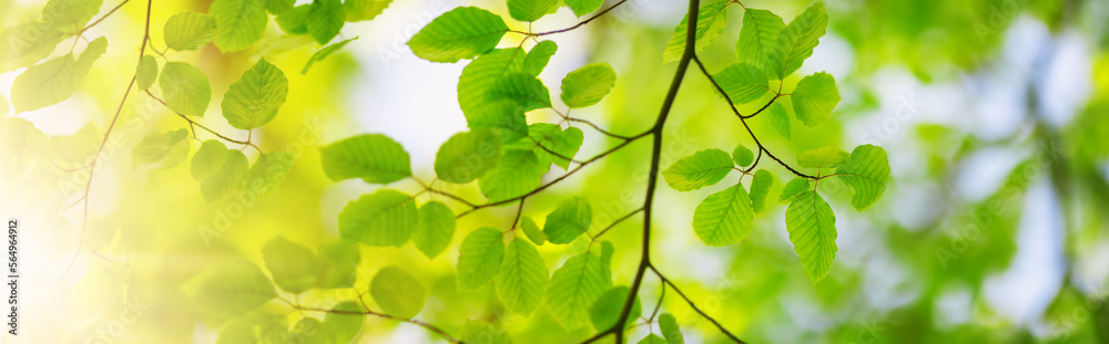 Panoramic view of the trees branches with fresh young foliage.