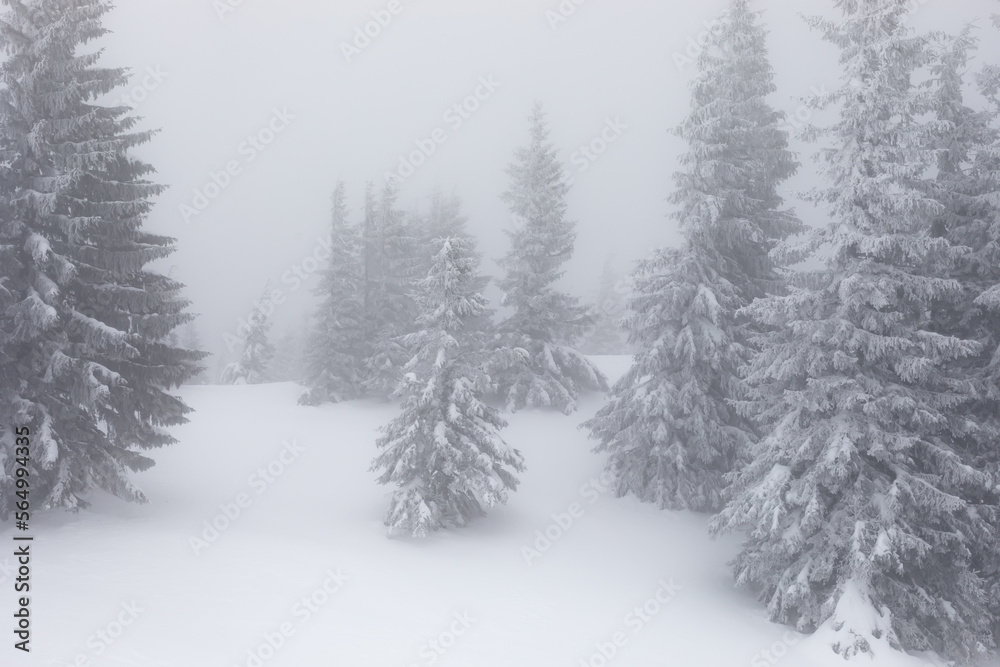 云雾中白雪覆盖的森林。冬季景观