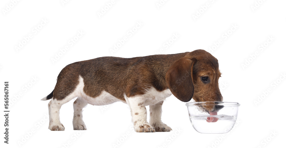 Adorable piebald Dachshund aka Teckel pup, standing side ways drinking from a glass bowl of water. I