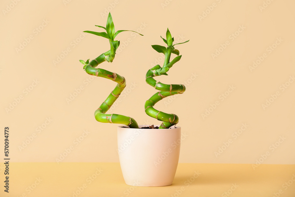 Pot with bamboo plant on color background