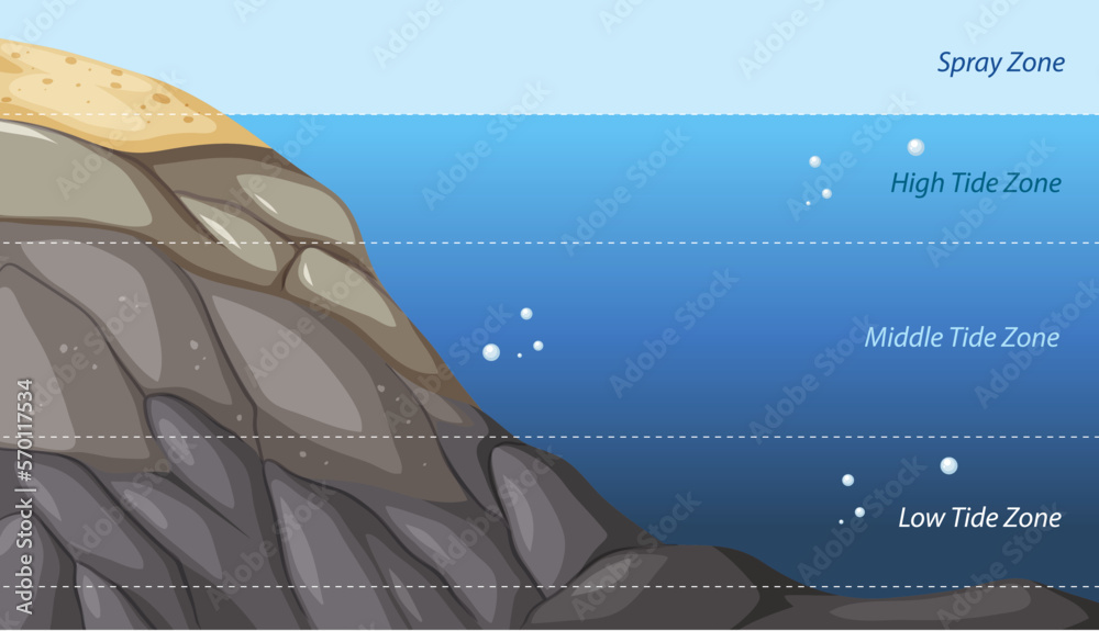 Rocky shore zonation education diagram