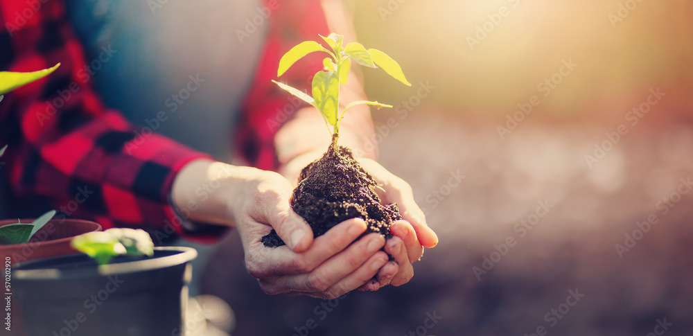 Gardner holding in her hands a young sprout of vegetable.