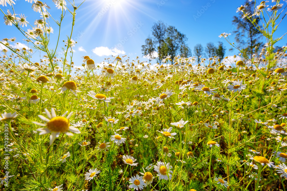 Meadow with blooming daisies in natural park in summer sunshine.