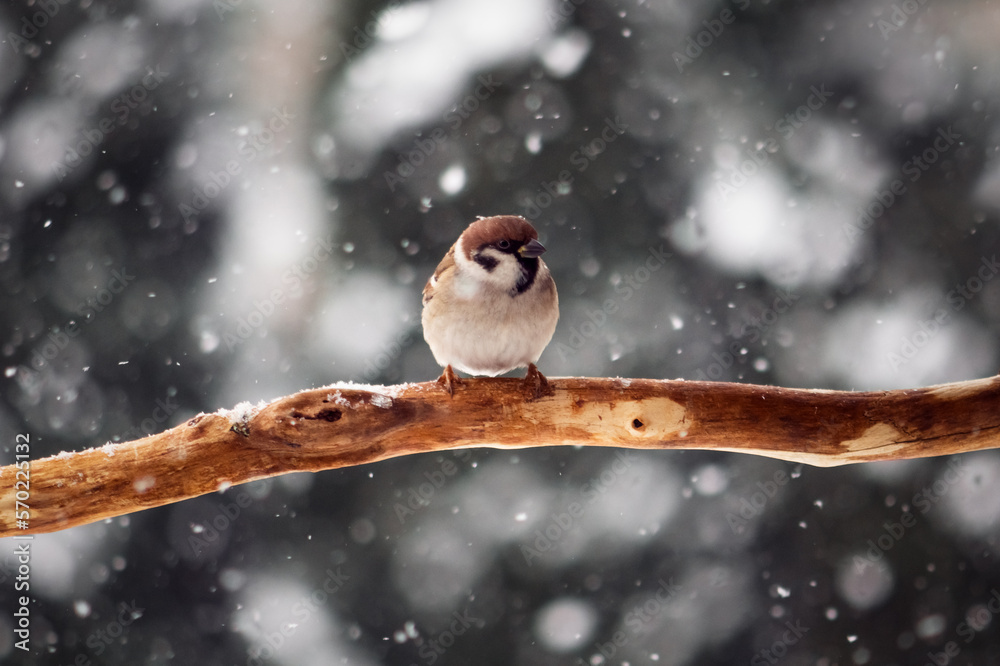 Small sparrow on twig closeup. Snowy tree in winter time. Birds photography