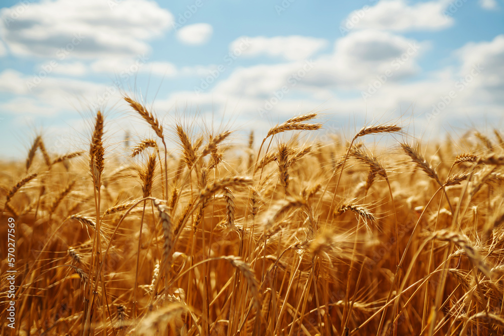 Gold wheat field. Agriculture, gardening or ecology concept.