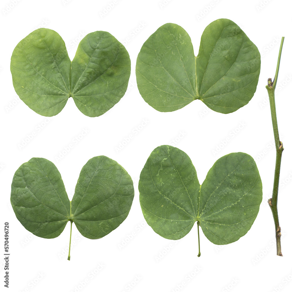 Set of Tropical leaves on transparent background, PNG file