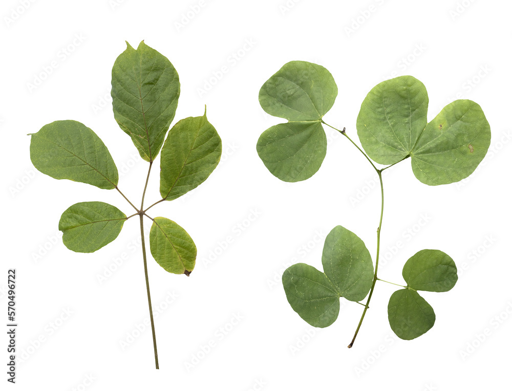 Set of Tropical leaves on transparent background, PNG file