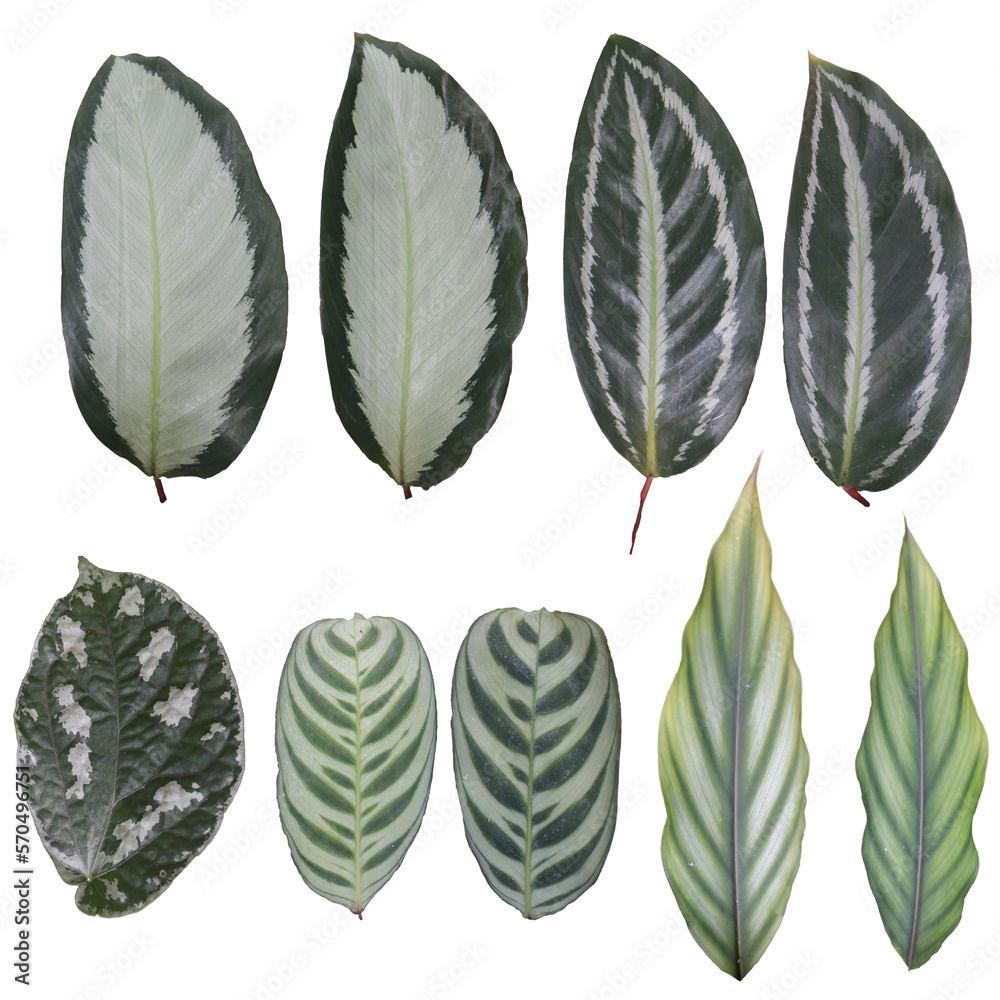 Set of Tropical leaves on transparent background, PNG file