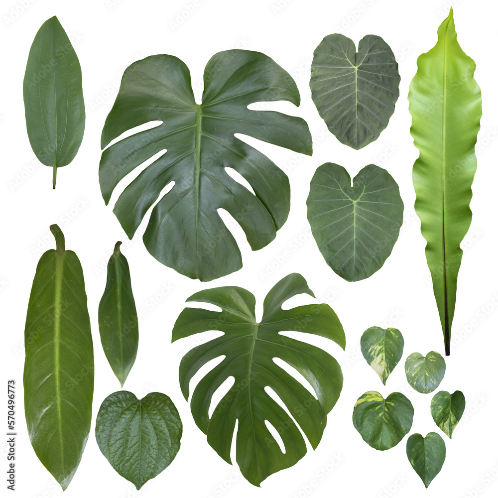 Set of Tropical leaves on transparent background, PNG file