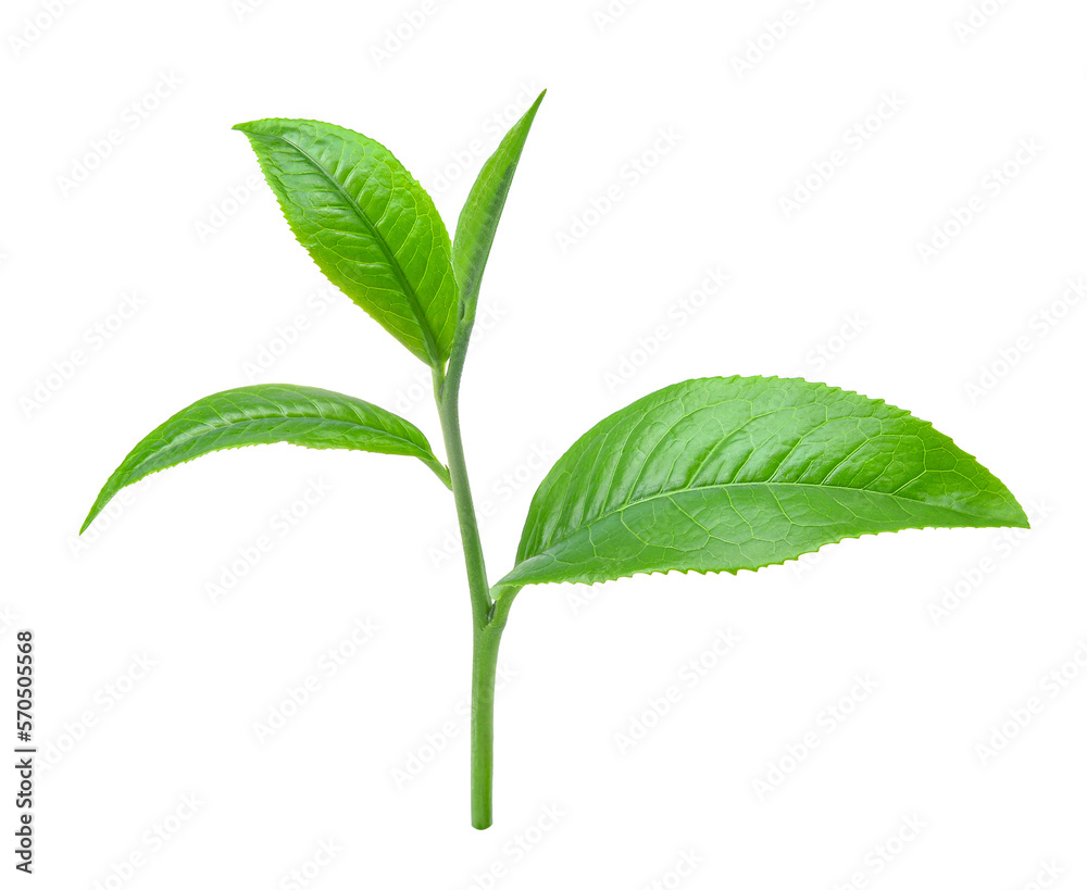 Fresh green tea leaves isolated on transparent background. PNG