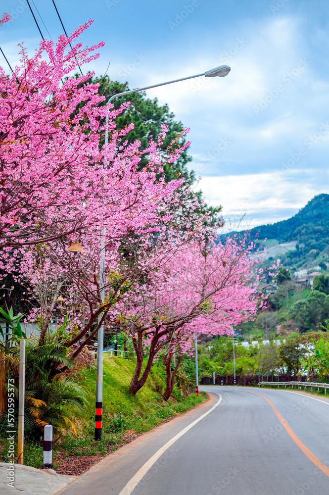 Spring Sakura flower or Cherry Blossom Path through a beautiful road ,Chiang mai ,Thailand