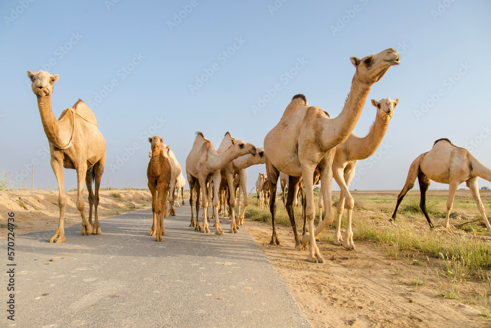 group of camels in desert in Jazan city saudi arabia