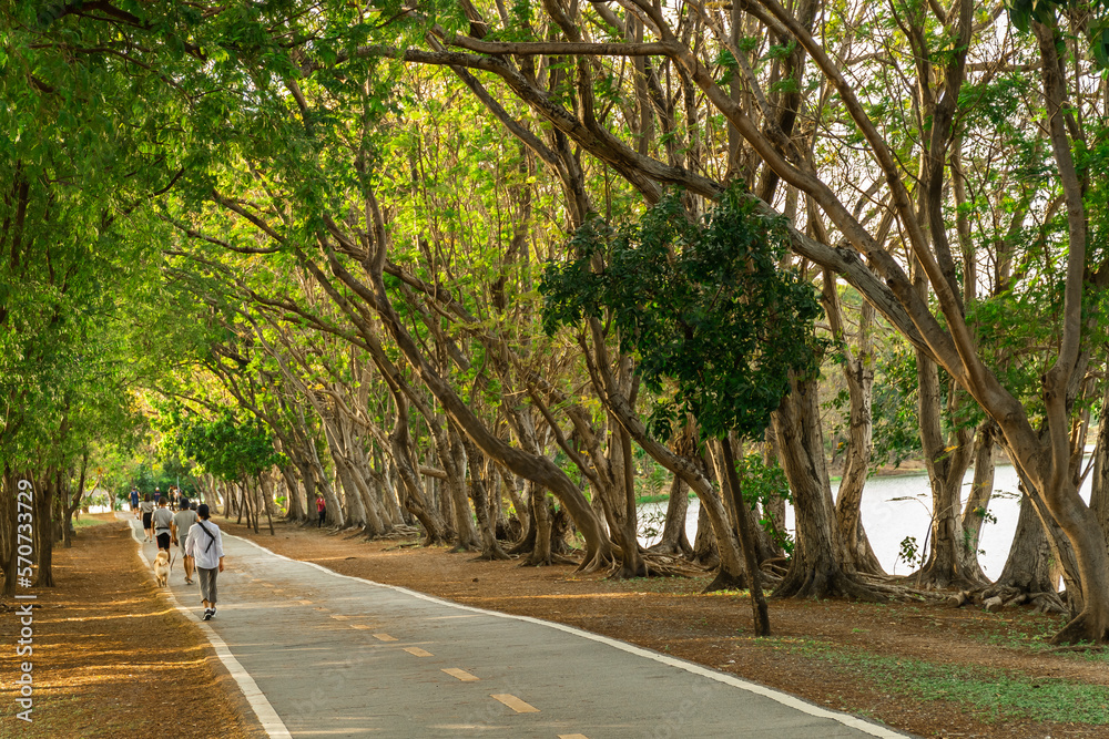  pathway and beautiful trees track for running or walking and cycling relax in the park