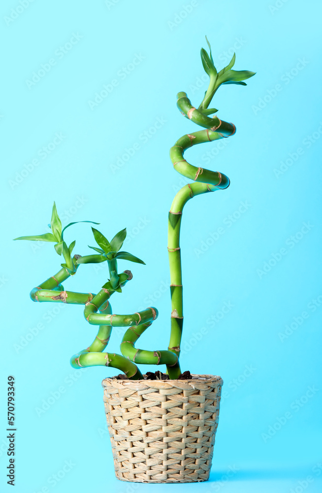 Wicker pot with bamboo plant on color background