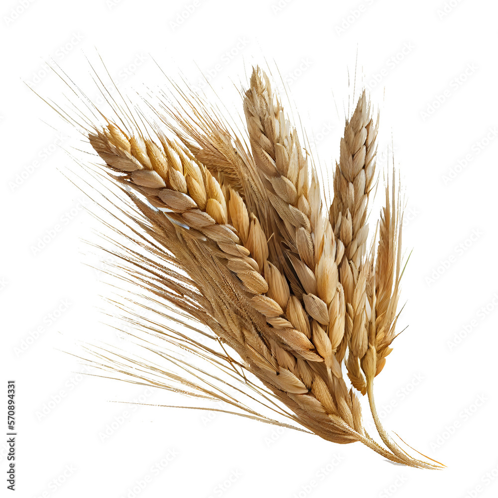 wheat ears isolated on white