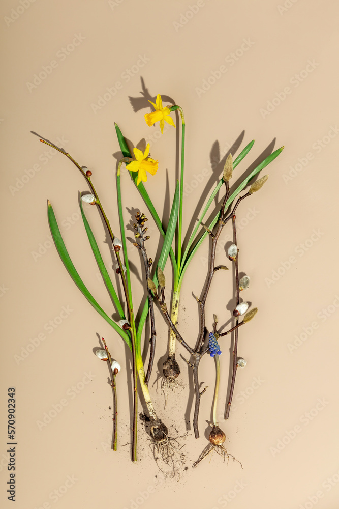 Creative layout made with Spring flowers and branches on color paper background, flat lay