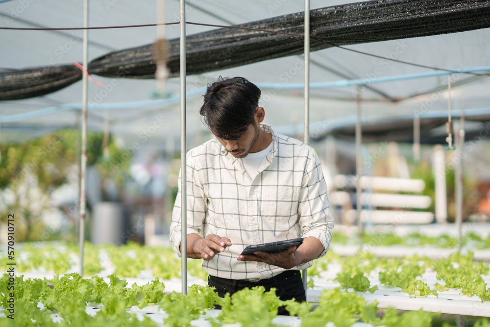 Hydroponic vegetable concept, Young Asian man checking and picking fresh salad in hydroponic farm. i