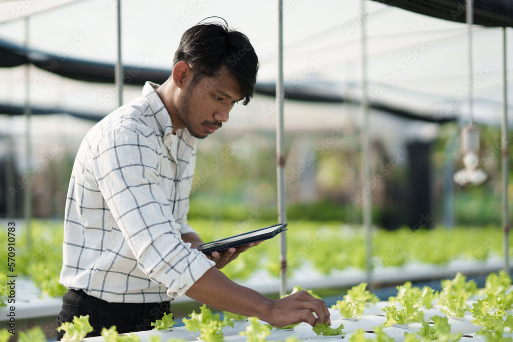 Hydroponic vegetable concept, Young Asian man checking and picking fresh salad in hydroponic farm. i