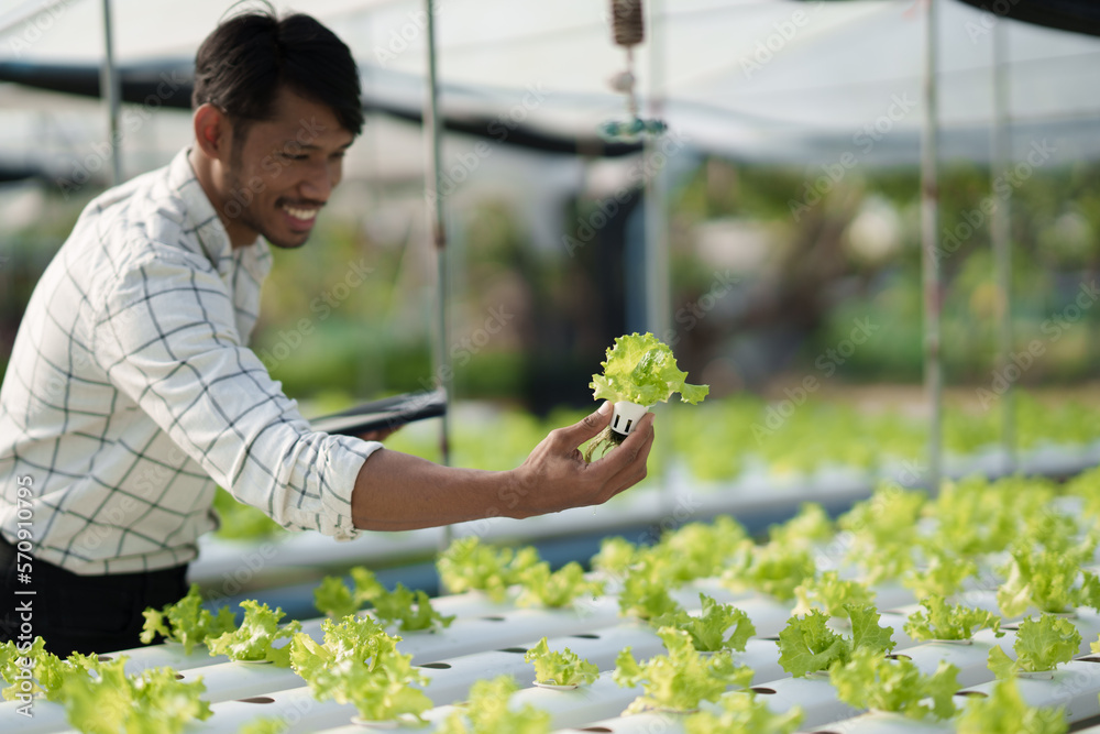 Hydroponic vegetable concept, Young Asian man checking and picking fresh salad in hydroponic farm. i