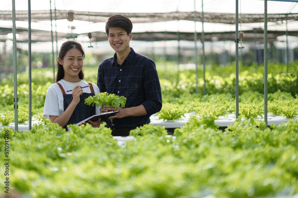 Young modern Asian farmer working at the hydroponic farm, smiling, enjoy working together. hydroponi