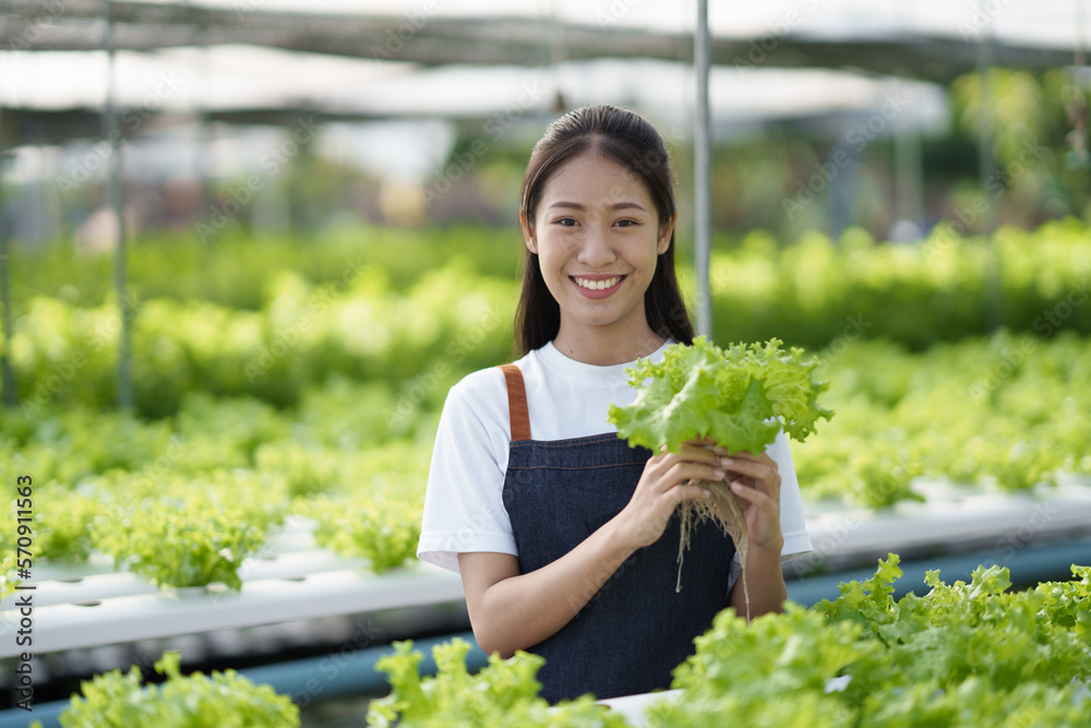 Green salad hydroponic farm concept. Young female Asian farmer picking up the fresh salad for the ha