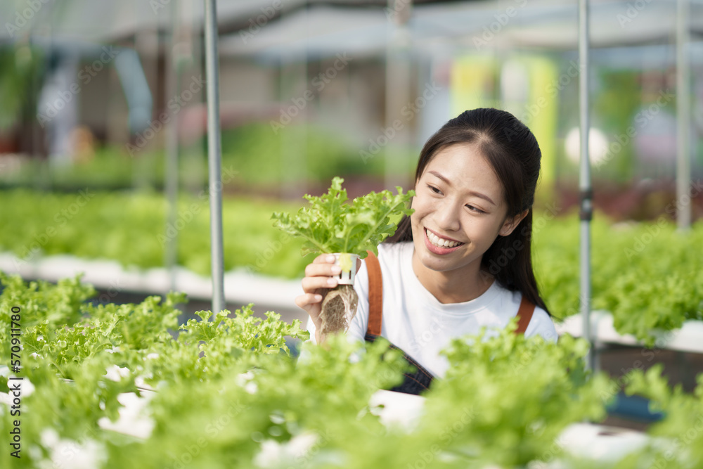 Green salad hydroponic farm concept. Young female Asian farmer picking up the fresh salad for the ha