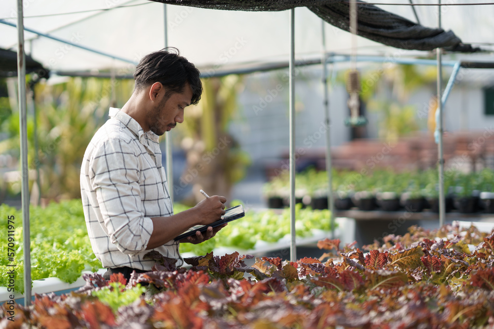 Side view of young male farmer collecting data and details of the salad in the harvest process.