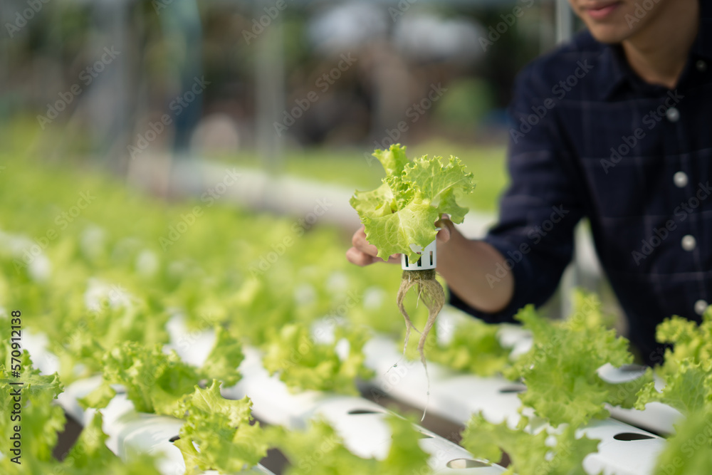 Hydroponic green vegetable farm concept. Young male farmer picking up the salad to check the quality