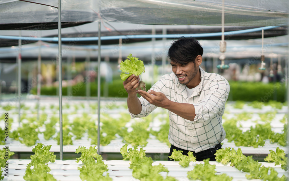 Hydroponic green vegetable farm concept. Young male farmer picking up the salad to check the quality