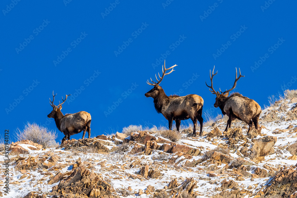 Elks on trails of Cannon Pointe mountain in Salt Lake City