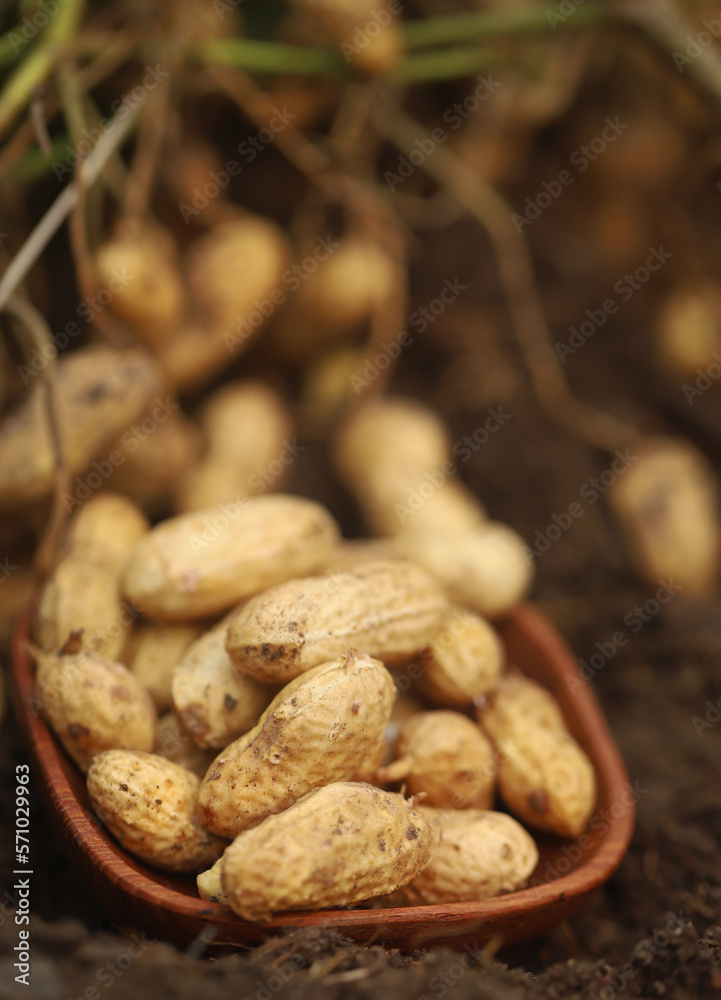 Freshly harvested peanut