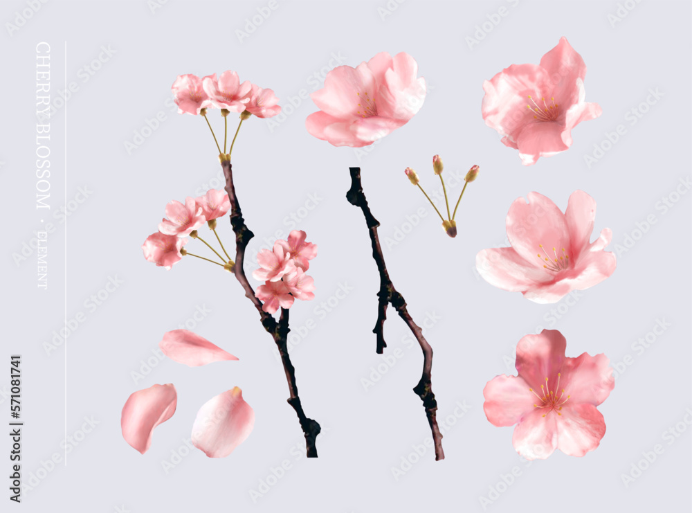 Realistic sakura flower branch