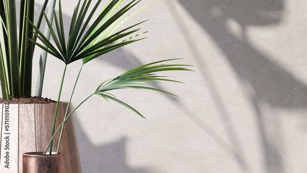 Green tropical palm tree plant in modern brown wooden design pot in sunlight, leaf shadow on white c