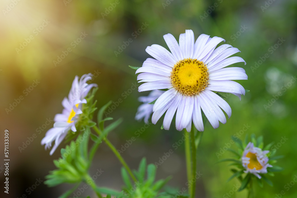 Purple daisy in the garden and Sunlight in the morning.