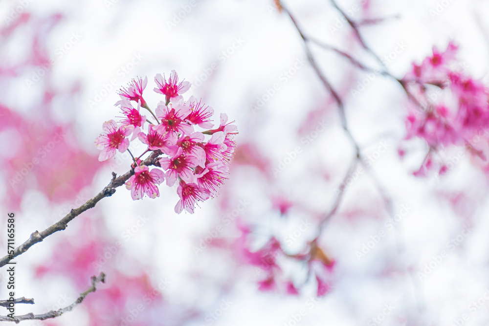 Beautiful Wild Himalayan Cherry Blooming pink Prunus cerasoides flowers at Phu Lom Lo Loei and Phits