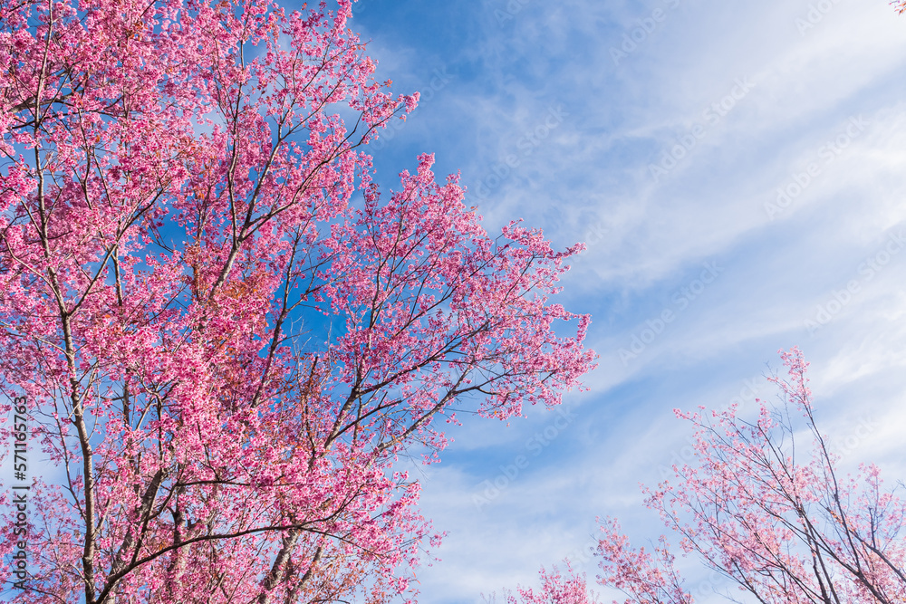 landscape of Beautiful Wild Himalayan Cherry Blooming pink Prunus cerasoides flowers at Phu Lom Lo L